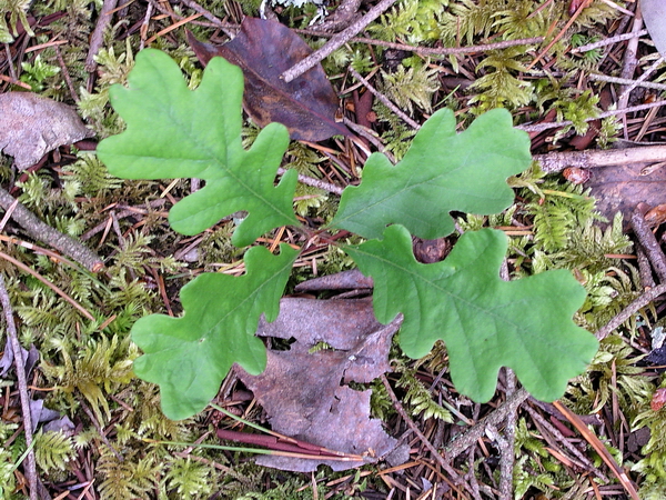 Photo of Quercus garryana by <a href="http://www.bcimage.com">Gary Ansell</a>