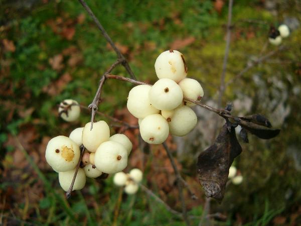 Photo of Symphoricarpos albus by Kevin Newell