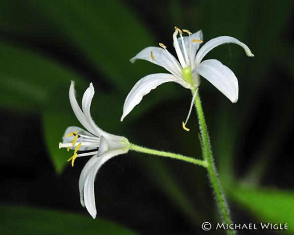 Photo of Clintonia uniflora by <a href="http://
www.jumpingmousestudio.com">Michael Wigle</a>