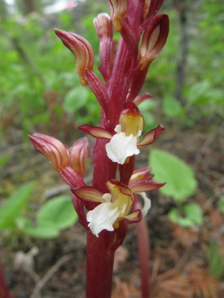 Photo of Corallorhiza maculata var. occidentalis by <a href="http://www.cicerosings.blogspot.com">Eileen Brown</a>