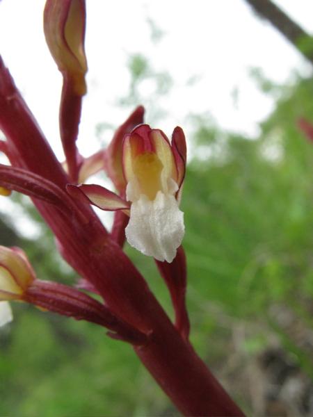 Photo of Corallorhiza maculata var. occidentalis by <a href="http://www.cicerosings.blogspot.com">Eileen Brown</a>