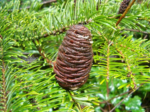 Photo of Abies grandis by Kevin Newell