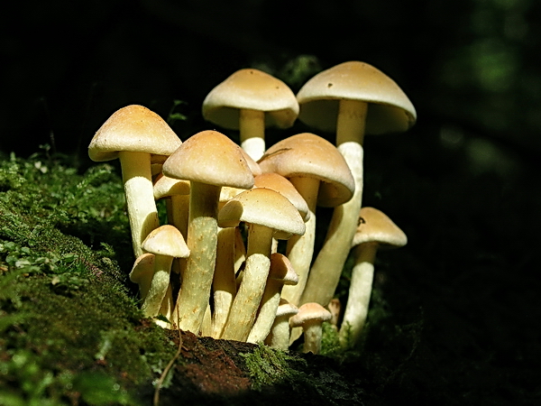 Photo of Hypholoma fasciculare by <a href="http://www.bcimage.com">Gary Ansell</a>