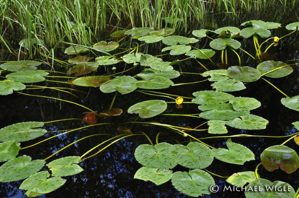 Photo of Nuphar variegata by <a href="http://
www.jumpingmousestudio.com">Michael Wigle</a>