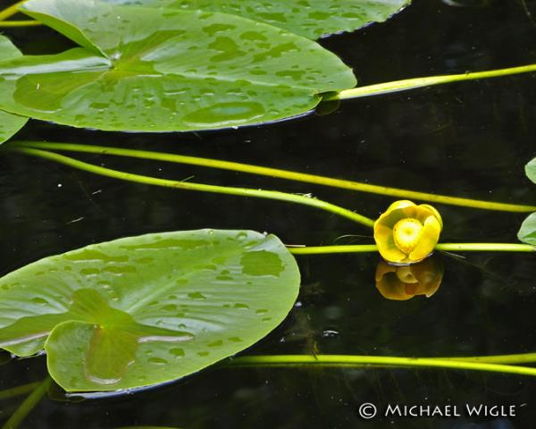 Photo of Nuphar variegata by <a href="http://
www.jumpingmousestudio.com">Michael Wigle</a>