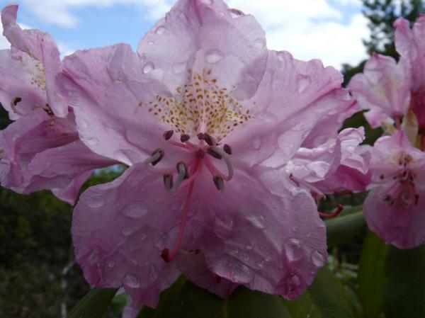 Photo of Rhododendron macrophyllum by Roman Stone