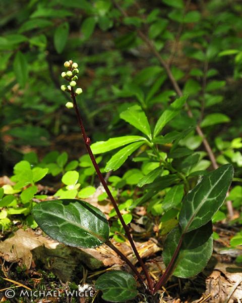 Photo of Pyrola picta by <a href="http://
www.jumpingmousestudio.com">Michael Wigle</a>
