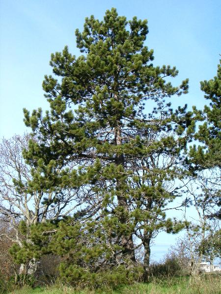 Photo of Pinus contorta var. contorta by Kevin Newell