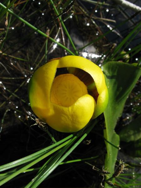 Photo of Nuphar variegata by <a href="http://www.cicerosings.blogspot.com">Eileen Brown</a>