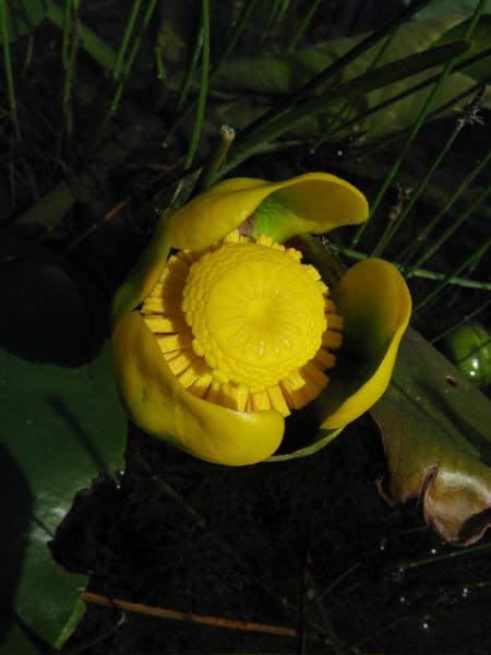 Photo of Nuphar variegata by <a href="http://www.cicerosings.blogspot.com">Eileen Brown</a>