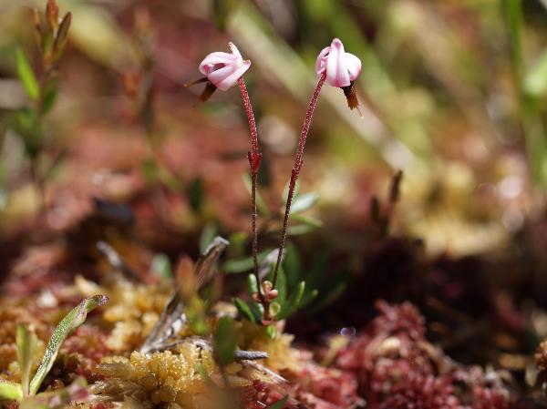 Photo of Vaccinium oxycoccos by Rod Innes