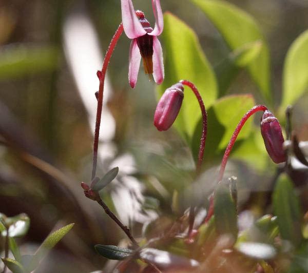 Photo of Vaccinium oxycoccos by Rod Innes