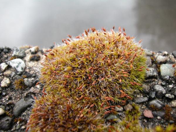 Photo of Grimmia pulvinata by Steven Joya