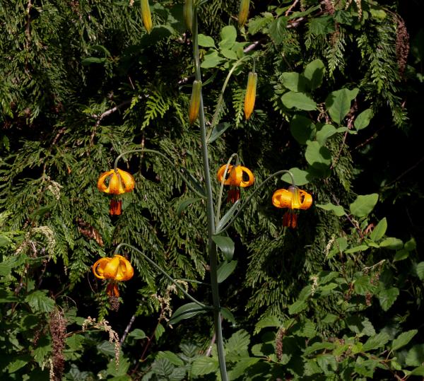 Photo of Lilium columbianum by Rod Innes