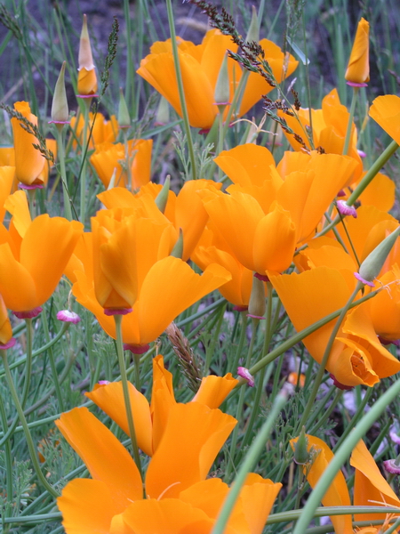 Photo of Eschscholzia californica by <a href="http://www.bcimage.com">Gary Ansell</a>