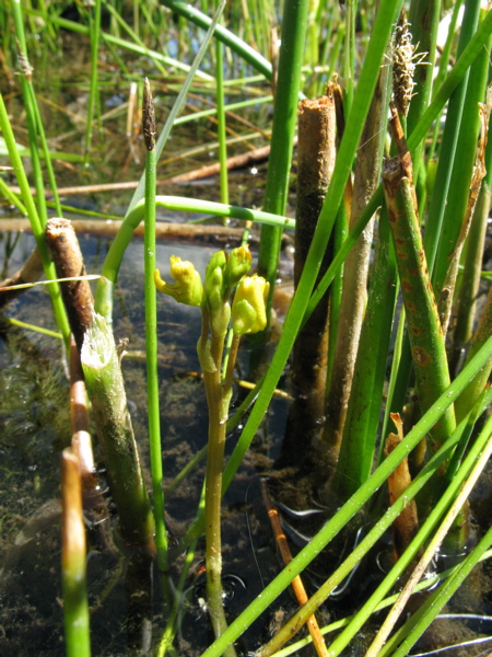 Photo of Utricularia vulgaris ssp. macrorhiza by <a href="http://www.cicerosings.blogspot.com">Eileen Brown</a>