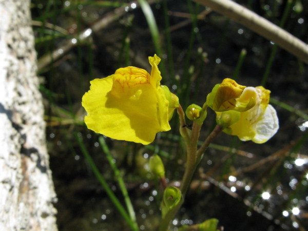 Photo of Utricularia vulgaris ssp. macrorhiza by <a href="http://www.cicerosings.blogspot.com">Eileen Brown</a>