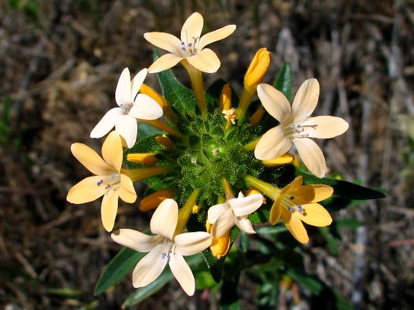 Photo of Collomia grandiflora by Virginia Skilton