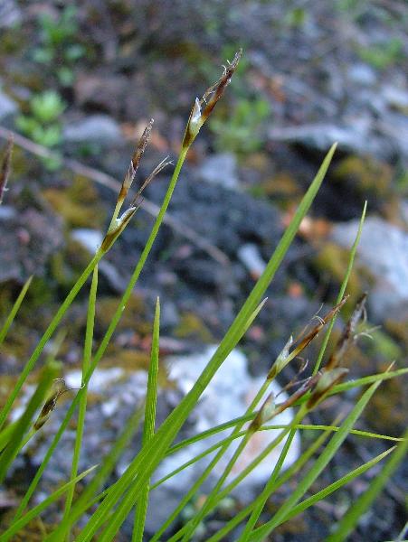 Photo of Carex geyeri by Jamie Fenneman