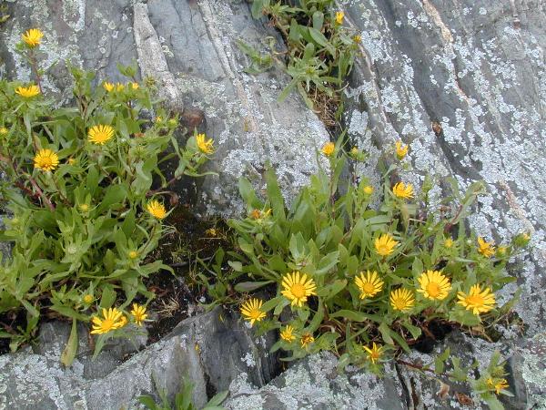 Photo of Grindelia stricta by Nick Page