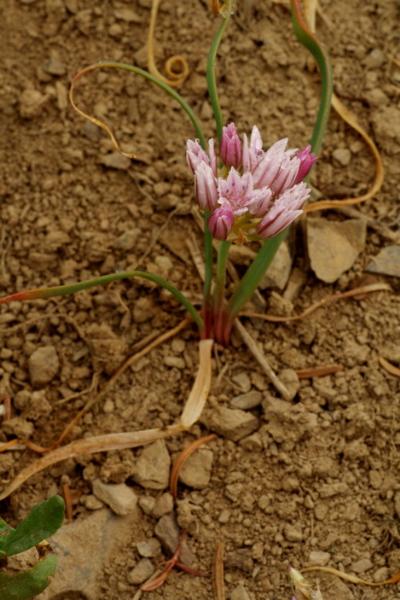 Photo of Allium crenulatum by Adolf Ceska