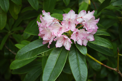 Photo of Rhododendron macrophyllum by Brian Klinkenberg