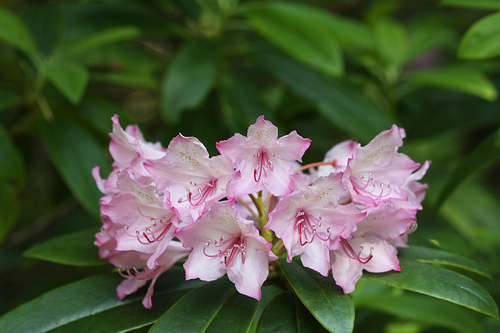 Photo of Rhododendron macrophyllum by Brian Klinkenberg