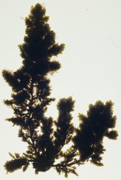 Photo of Callithamnion pikeanum by <a href="http://www.botany.ubc.ca/people/hawkes.html">Michael Hawkes</a>