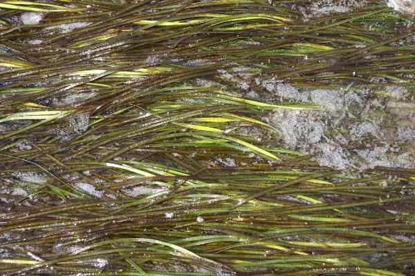 Photo of Zostera japonica by <a href="http://www.botany.ubc.ca/people/hawkes.html">Michael Hawkes</a>
