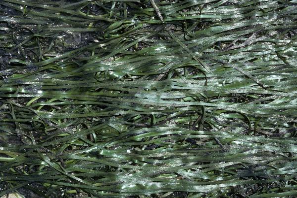 Photo of Zostera marina by <a href="http://www.botany.ubc.ca/people/hawkes.html">Michael Hawkes</a>