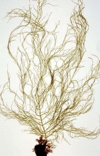 Photo of Desmarestia viridis by <a href="http://www.botany.ubc.ca/people/hawkes.html">Michael Hawkes</a>