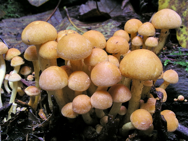 Photo of Hypholoma fasciculare by <a href="http://www.bcimage.com">Gary Ansell</a>