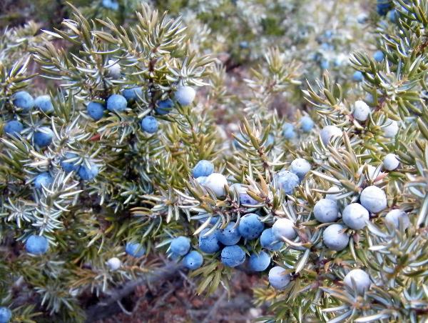 Photo of Juniperus communis by <a href="http://www.natureniche.ca">Gordon Neish</a>
