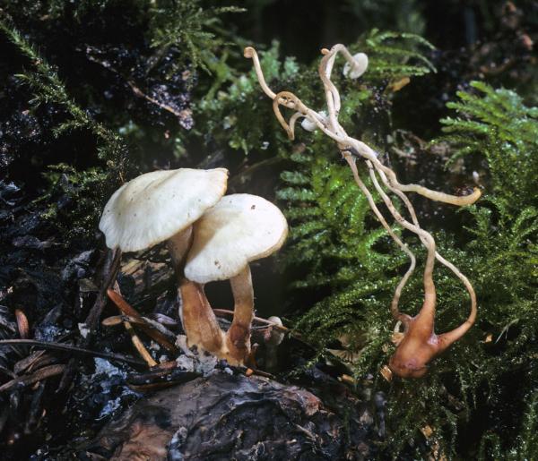 Photo of Collybia tuberosa by Michael Beug
