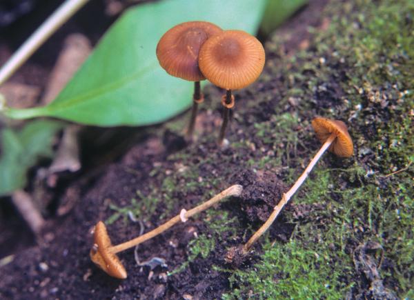 Photo of Conocybe filaris by Michael Beug