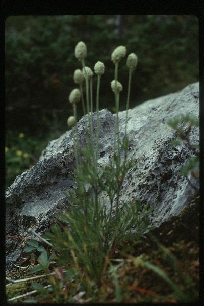 Photo of Anemone multifida var. saxicola by Royal BC Museum (Margaret Heimburger)
