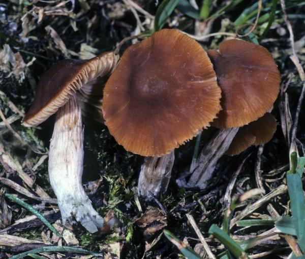 Photo of Conocybe cyanopus by Michael Beug