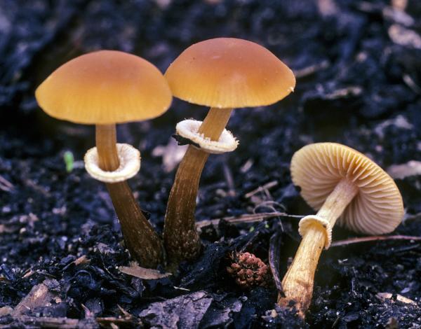 Photo of Conocybe rugosa by Michael Beug