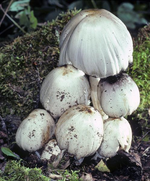 Photo of Coprinopsis atramentaria group by Michael Beug