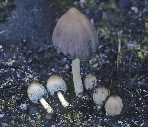 Photo of Coprinopsis atramentaria group by Michael Beug