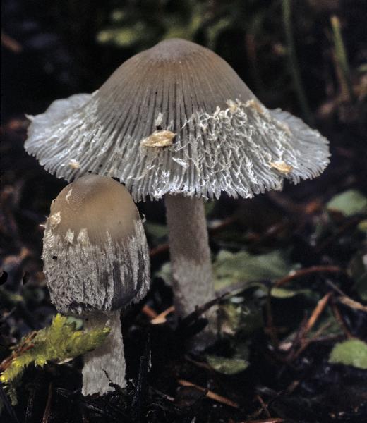 Photo of Coprinopsis cinerea by Kit Scates-Barnhart