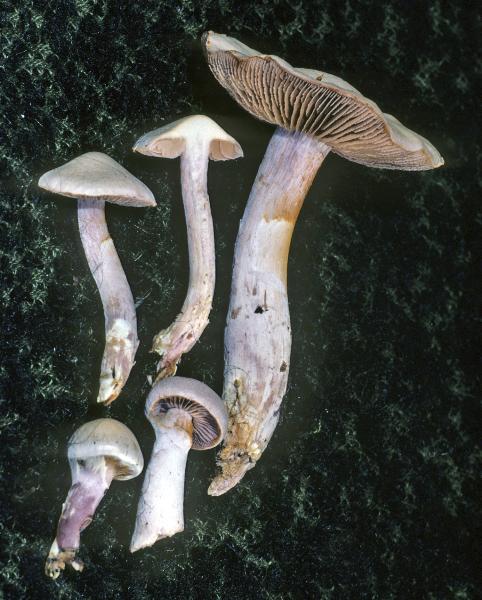 Photo of Cortinarius alboviolaceus group by Michael Beug