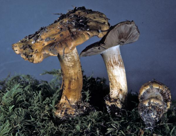 Photo of Cortinarius glaucopus group by Michael Beug