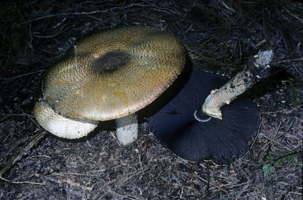 Photo of Agaricus augustus by Michael Beug
