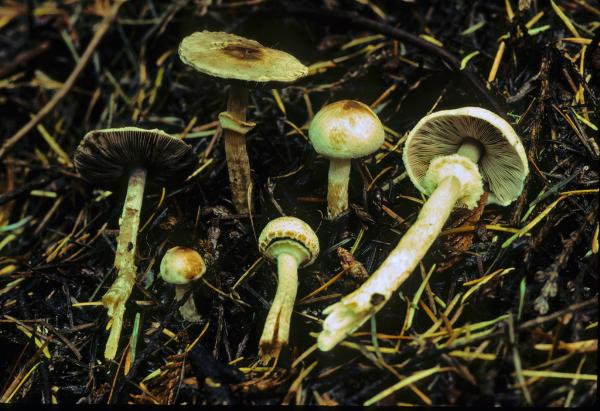 Photo of Agaricus diminutivus group by Michael Beug