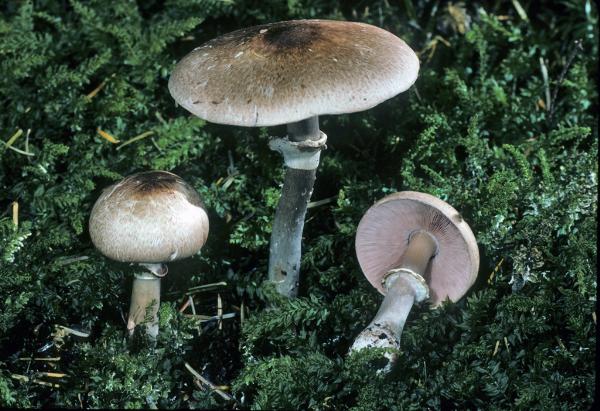 Photo of Agaricus hondensis by Michael Beug