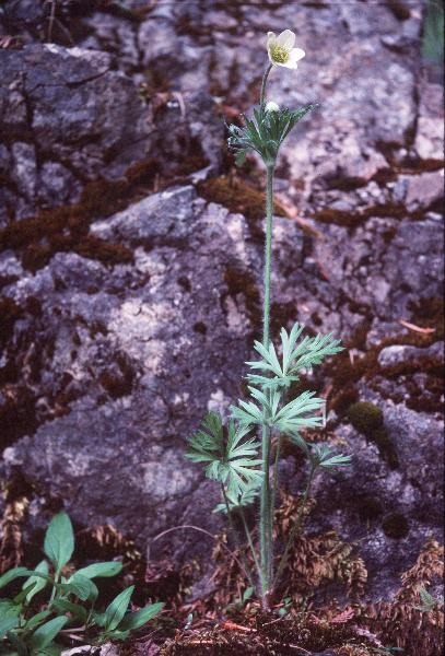 Photo of Anemone multifida var. saxicola by Royal BC Museum (W. Van Dieren)