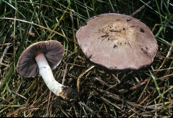 Photo of Agaricus micromegethus by Michael Beug