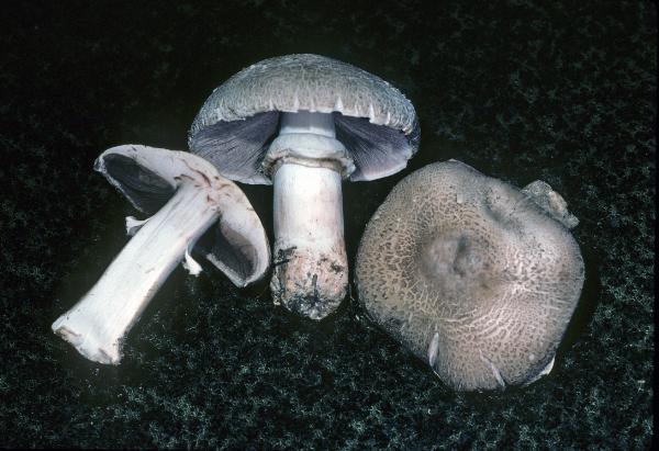 Photo of Agaricus silvaticus by Michael Beug
