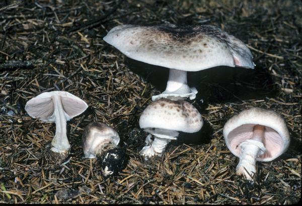 Photo of Agaricus subrutilescens by Michael Beug